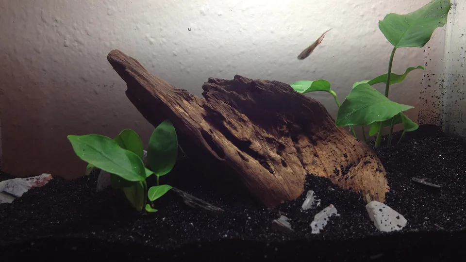 Kleines bepflanztes Aquarium mit Wurzelholz und dunklem Bodengrund