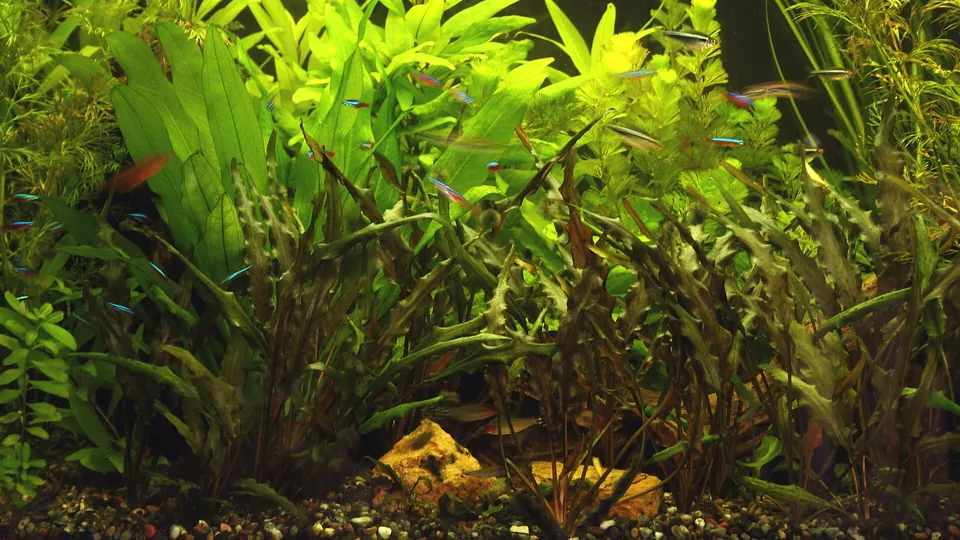 Bepflanztes Aquarium mit dichter Unterwasserbepflanzung